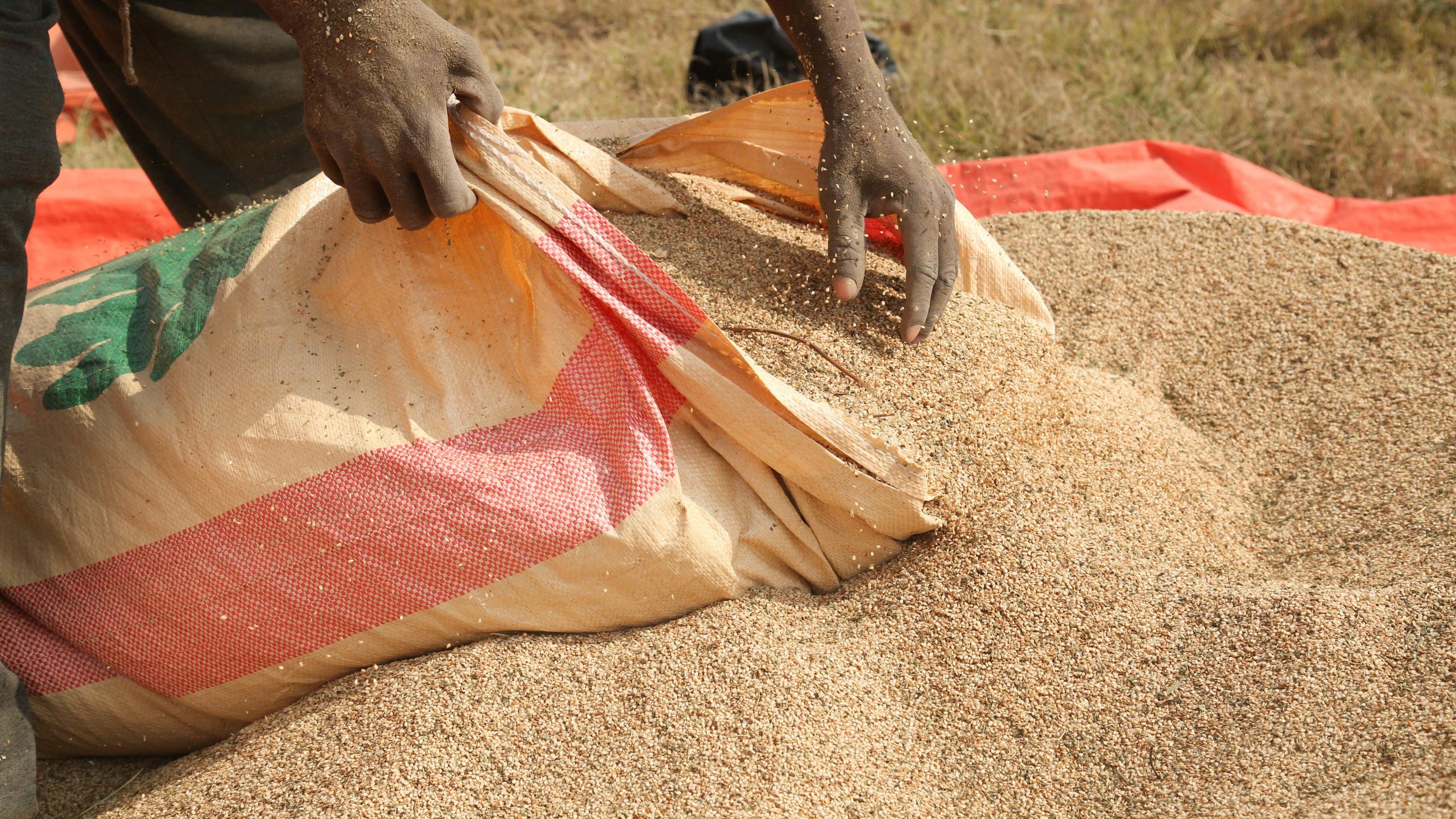 A farmer fills bags with sesame seeds after it has been sieved off in Bal'ad town, Middle Shabelle region, Somalia on ,March 30, 2017. Bal'ad is a rich agricultural town famous for the production of sesame. GEEL Photo / Ismail Abdihakim