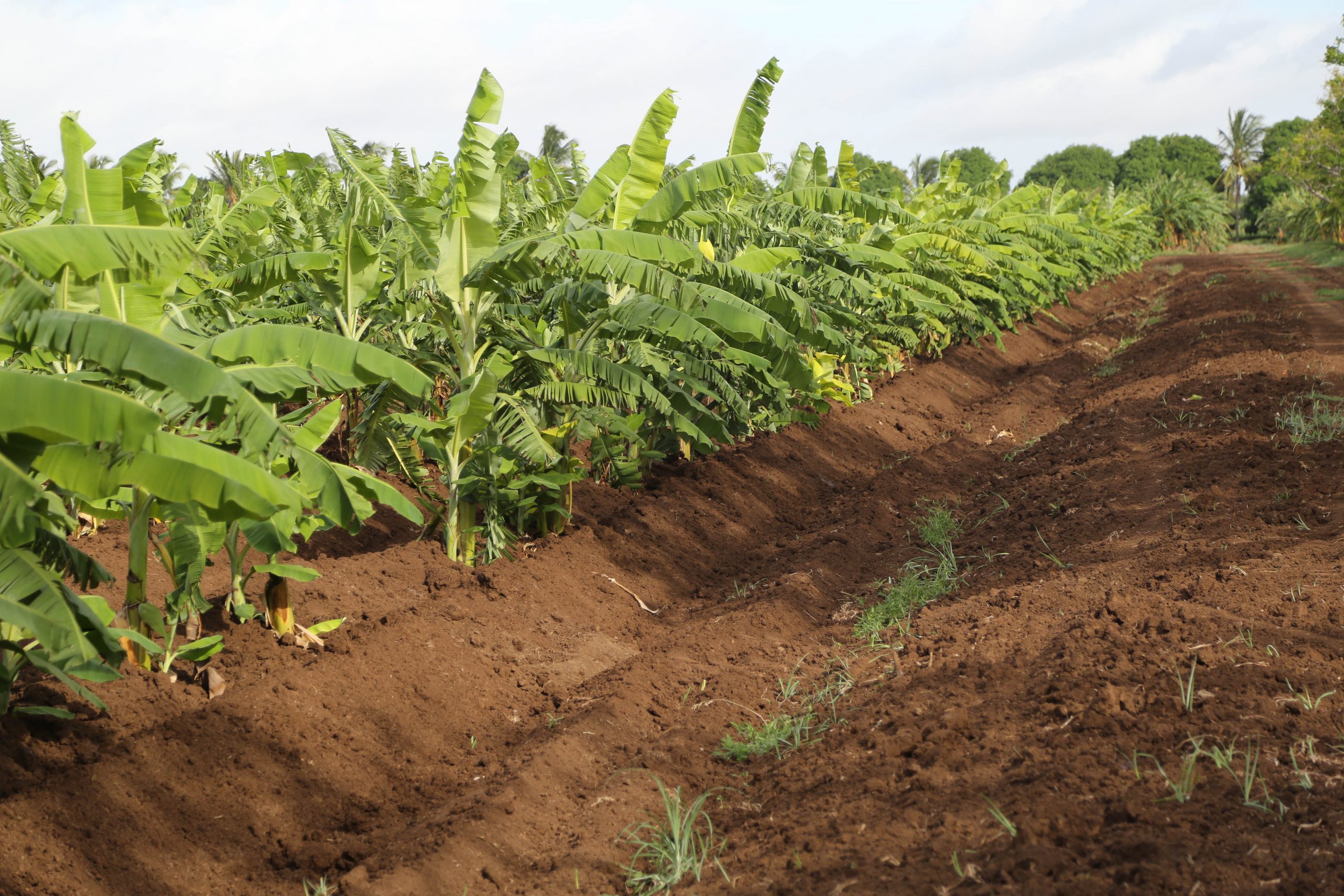 Banana cultivation in Afgoye, Somalia on June 19, 2017. Photo/ Omar Faruk