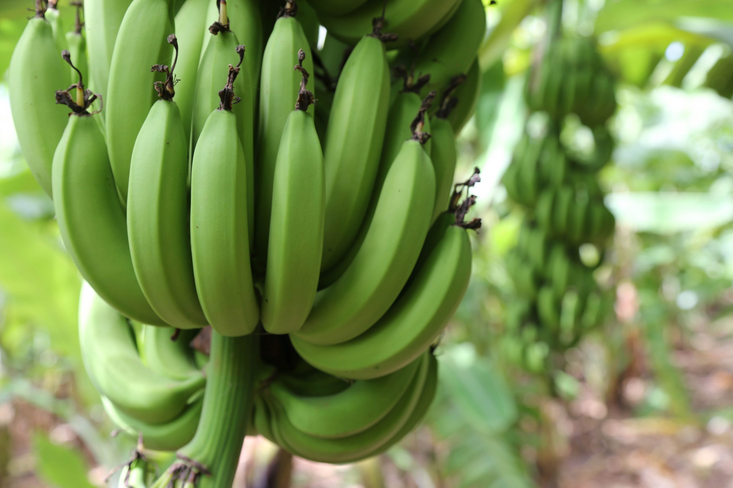 A bunch of banana are seen in a farm in Afgoye, Somalia on June 19, 2017. Photo/ Omar Faruk