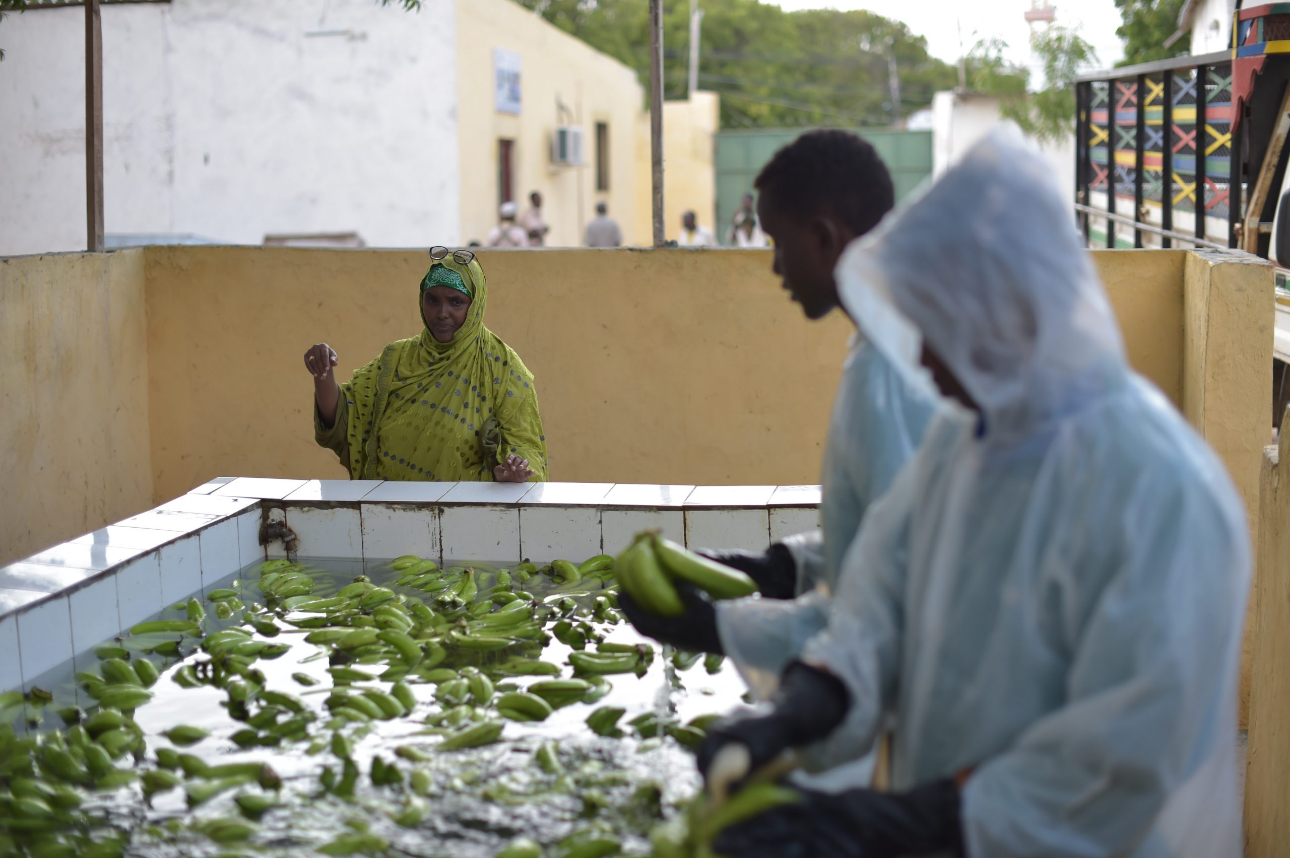 Workers clean bananas at the premises of Tass Enterprise, a fruit company operating in Wadajir district on June 29 2015. Bananas were Somalia’s single most important export crop to Europe and Arabia before the civil war. Today, the banana is undergoing revival that could spell boom times ahead for commercial farmers in the banana growing regions especially Lower Shabelle. AMISOM Photo / Tobin Jones